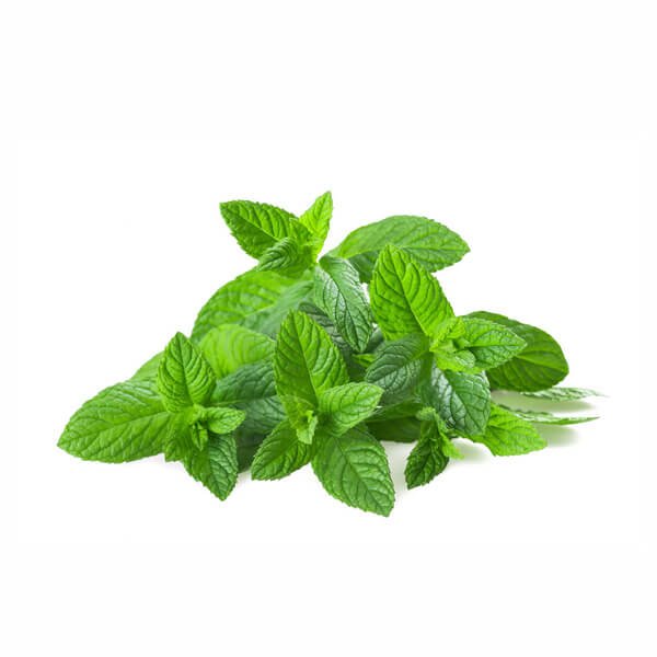 Mint Leaves