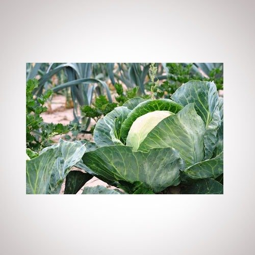 Vattavada Cabbage